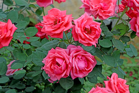月季花