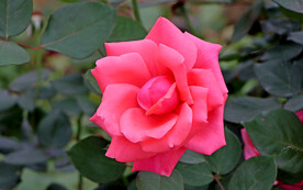 月季花