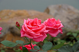 月季花
