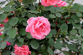 月季花