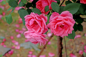 月季花