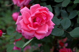 月季花