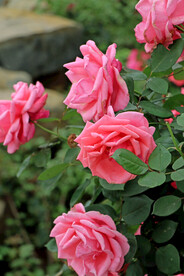 月季花