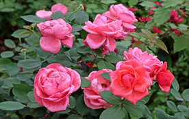 月季花