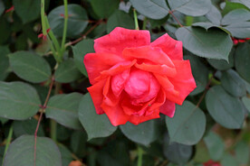 月季花