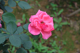 月季花