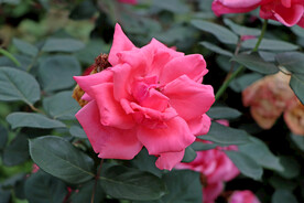月季花