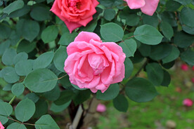 月季花