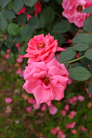月季花