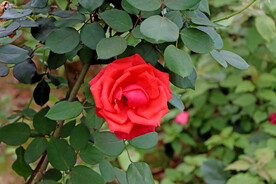 月季花