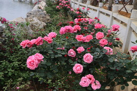 月季花