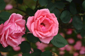 月季花