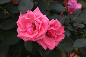 月季花