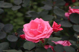 月季花