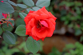 月季花