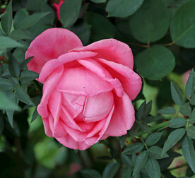 月季花