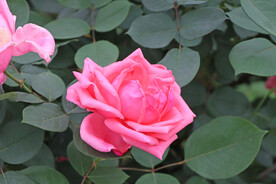 月季花