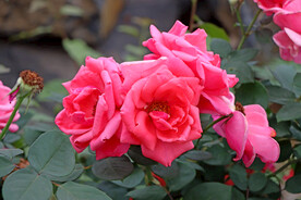 月季花