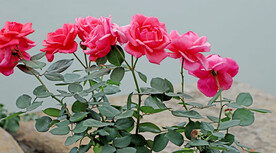 月季花