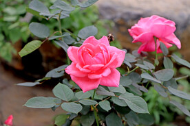 月季花