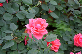 月季花