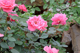 月季花