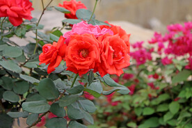 月季花