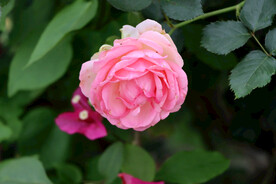 月季花