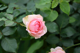 月季花 