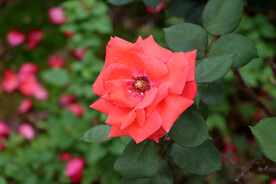 月季花