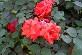 月季花