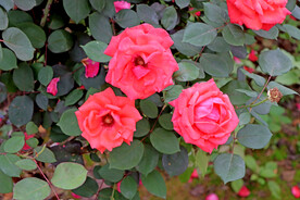 月季花