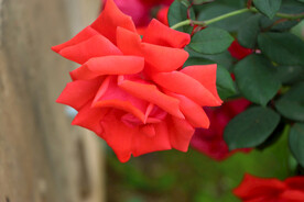 月季花