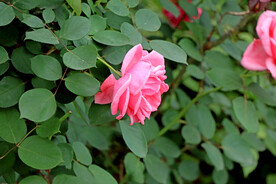 月季花