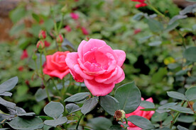 月季花