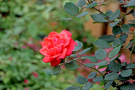 月季花