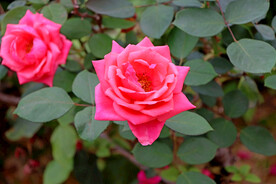 月季花