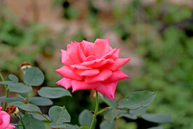月季花