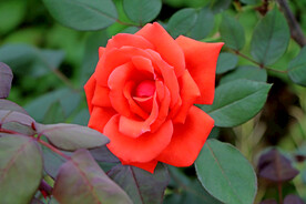 红月季花