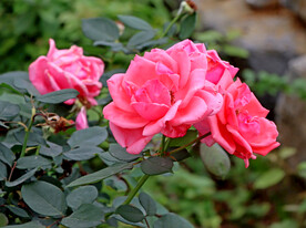 月季花