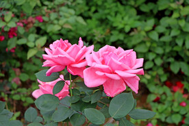 月季花