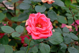 月季花
