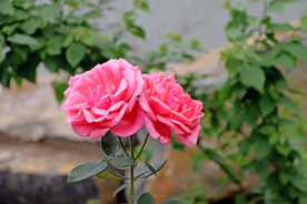 月季花