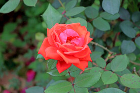 月季花
