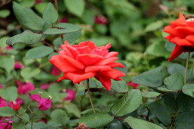月季花
