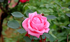 月季花