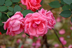 月季花