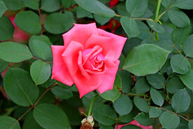 月季花