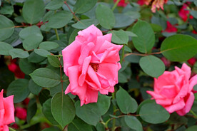月季花