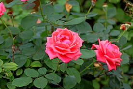 月季花